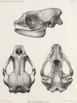Barrett-Hamilton, G.E.H. (1901). Zoologie: Seals. Résultats du Voyage du S.Y. Belgica en 1897-1898-1899 sous le commandement de A. de Gerlache de Gomery: Rapports Scientifiques (1901-1913). Buschmann: Anvers, Belgium. 19, 1 plate pp. Barrett-Hamilton, G.E.H. (1901). Zoologie: Seals. Résultats du Voyage du S.Y. Belgica en 1897-1898-1899 sous le commandement de A. de Gerlache de Gomery: Rapports Scientifiques (1901-1913). Buschmann: Anvers, Belgium. 19, 1 plate pp.