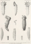 Hérouard, E. (1906). Zoologie: Holothuries. Résultats du Voyage du S.Y. Belgica en 1897-1898-1899 sous le commandement de A. de Gerlache de Gomery: Rapports Scientifiques (1901-1913). Buschmann: Anvers, Belgium. 16, II plates pp. Hérouard, E. (1906). Zoologie: Holothuries. Résultats du Voyage du S.Y. Belgica en 1897-1898-1899 sous le commandement de A. de Gerlache de Gomery: Rapports Scientifiques (1901-1913). Buschmann: Anvers, Belgium. 16, II plates pp.