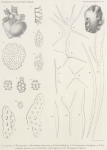 Hérouard, E. (1906). Zoologie: Holothuries. Résultats du Voyage du S.Y. Belgica en 1897-1898-1899 sous le commandement de A. de Gerlache de Gomery: Rapports Scientifiques (1901-1913). Buschmann: Anvers, Belgium. 16, II plates pp. Hérouard, E. (1906). Zoologie: Holothuries. Résultats du Voyage du S.Y. Belgica en 1897-1898-1899 sous le commandement de A. de Gerlache de Gomery: Rapports Scientifiques (1901-1913). Buschmann: Anvers, Belgium. 16, II plates pp.