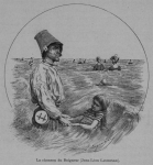 Auguin (1898, fig. 32) Auguin (1898, fig. 32)
