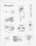 Pelseneer, P. (1911). Les Lamellibranches de l'expédition du Siboga: partie anatomique. Siboga-Expeditie: uitkomsten op zoölogisch, botanisch, oceanographisch en geologisch gebied verzameld in Nederlandsch Oost-Indië 1899-1900 aan Pelseneer, P. (1911). Les Lamellibranches de l'expédition du Siboga: partie anatomique. Siboga-Expeditie: uitkomsten op zoölogisch, botanisch, oceanographisch en geologisch gebied verzameld in Nederlandsch Oost-Indië 1899-1900 aan