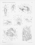 Mollusca (molluscs)