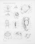 Pelseneer, P. (1911). Les Lamellibranches de l'expédition du Siboga: partie anatomique. Siboga-Expeditie: uitkomsten op zoölogisch, botanisch, oceanographisch en geologisch gebied verzameld in Nederlandsch Oost-Indië 1899-1900 aan Pelseneer, P. (1911). Les Lamellibranches de l'expédition du Siboga: partie anatomique. Siboga-Expeditie: uitkomsten op zoölogisch, botanisch, oceanographisch en geologisch gebied verzameld in Nederlandsch Oost-Indië 1899-1900 aan