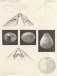Joubin, L. (1902). Zoologie: Brachiopodes. Résultats du Voyage du S.Y. Belgica en 1897-1898-1899 sous le commandement de A. de Gerlache de Gomery: Rapports Scientifiques (1901-1913). Buschmann: Anvers, Belgium. 11, II plates pp. Joubin, L. (1902). Zoologie: Brachiopodes. Résultats du Voyage du S.Y. Belgica en 1897-1898-1899 sous le commandement de A. de Gerlache de Gomery: Rapports Scientifiques (1901-1913). Buschmann: Anvers, Belgium. 11, II plates pp.