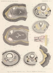Bürger, O. (1904). Zoologie: Nemertinen. Résultats du Voyage du S.Y. Belgica en 1897-1898-1899 sous le commandement de A. de Gerlache de Gomery: Rapports Scientifiques (1901-1913). Buschmann: Anvers, Belgium. 10, II plates pp. Bürger, O. (1904). Zoologie: Nemertinen. Résultats du Voyage du S.Y. Belgica en 1897-1898-1899 sous le commandement de A. de Gerlache de Gomery: Rapports Scientifiques (1901-1913). Buschmann: Anvers, Belgium. 10, II plates pp.