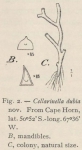 Waters, A.W. (1904). Zoologie: Bryozoa. Résultats du Voyage du S.Y. Belgica en 1897-1898-1899 sous le commandement de A. de Gerlache de Gomery: Rapports Scientifiques (1901-1913). Buschmann: Anvers, Belgium. 114, IX plates pp. Waters, A.W. (1904). Zoologie: Bryozoa. Résultats du Voyage du S.Y. Belgica en 1897-1898-1899 sous le commandement de A. de Gerlache de Gomery: Rapports Scientifiques (1901-1913). Buschmann: Anvers, Belgium. 114, IX plates pp.