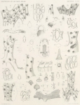 Waters, A.W. (1904). Zoologie: Bryozoa. Résultats du Voyage du S.Y. Belgica en 1897-1898-1899 sous le commandement de A. de Gerlache de Gomery: Rapports Scientifiques (1901-1913). Buschmann: Anvers, Belgium. 114, IX plates pp. Waters, A.W. (1904). Zoologie: Bryozoa. Résultats du Voyage du S.Y. Belgica en 1897-1898-1899 sous le commandement de A. de Gerlache de Gomery: Rapports Scientifiques (1901-1913). Buschmann: Anvers, Belgium. 114, IX plates pp.