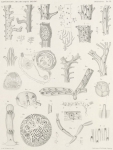 Bryozoa