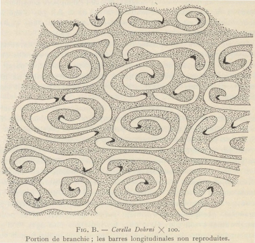 Van Beneden; de Selys Longchamps (1913, fig. B)