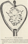 Ascidiacea species