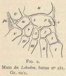 Leboucq (1904, fig. 2)