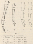 Leboucq, H. (1904). Zoologie: Organogénie des Pinnipèdes I. Les extrémités. Résultats du Voyage du S.Y. Belgica en 1897-1898-1899 sous le commandement de A. de Gerlache de Gomery: Rapports Scientifiques (1901-1913). Buschmann: Anvers, Leboucq, H. (1904). Zoologie: Organogénie des Pinnipèdes I. Les extrémités. Résultats du Voyage du S.Y. Belgica en 1897-1898-1899 sous le commandement de A. de Gerlache de Gomery: Rapports Scientifiques (1901-1913). Buschmann: Anvers,