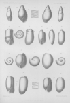 Dautzenberg, Ph. (1889). Contribution à la faune malacologique des Iles Açores. Résultats des Campagnes Scientifiques Accomplies sur son Yacht par Albert Ier Prince Souverain de Monaco, I. Imprimerie de Monaco: Monaco. 112, IV plates pp. Dautzenberg, Ph. (1889). Contribution à la faune malacologique des Iles Açores. Résultats des Campagnes Scientifiques Accomplies sur son Yacht par Albert Ier Prince Souverain de Monaco, I. Imprimerie de Monaco: Monaco. 112, IV plates pp.