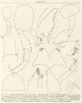 Ruffo, S. (1949). Zoologie: Amphipodes (II). Résultats du Voyage de la Belgica en 1897-1899 sous le commandement de A. de Gerlache de Gomery: Rapports Scientifiques (1941-1949). Buschmann: Anvers, Belgium. 58 pp. Ruffo, S. (1949). Zoologie: Amphipodes (II). Résultats du Voyage de la Belgica en 1897-1899 sous le commandement de A. de Gerlache de Gomery: Rapports Scientifiques (1941-1949). Buschmann: Anvers, Belgium. 58 pp.
