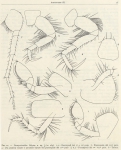 Ruffo, S. (1949). Zoologie: Amphipodes (II). Résultats du Voyage de la Belgica en 1897-1899 sous le commandement de A. de Gerlache de Gomery: Rapports Scientifiques (1941-1949). Buschmann: Anvers, Belgium. 58 pp. Ruffo, S. (1949). Zoologie: Amphipodes (II). Résultats du Voyage de la Belgica en 1897-1899 sous le commandement de A. de Gerlache de Gomery: Rapports Scientifiques (1941-1949). Buschmann: Anvers, Belgium. 58 pp.