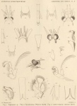 Hansen, H.J. (1908). Zoologie: Schizopoda and Cumacea. Résultats du Voyage du S.Y. Belgica en 1897-1898-1899 sous le commandement de A. de Gerlache de Gomery: Rapports Scientifiques (1901-1913). Buschmann: Anvers, Belgium. 20, III pla Hansen, H.J. (1908). Zoologie: Schizopoda and Cumacea. Résultats du Voyage du S.Y. Belgica en 1897-1898-1899 sous le commandement de A. de Gerlache de Gomery: Rapports Scientifiques (1901-1913). Buschmann: Anvers, Belgium. 20, III pla