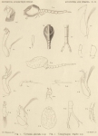 Hansen, H.J. (1908). Zoologie: Schizopoda and Cumacea. Résultats du Voyage du S.Y. Belgica en 1897-1898-1899 sous le commandement de A. de Gerlache de Gomery: Rapports Scientifiques (1901-1913). Buschmann: Anvers, Belgium. 20, III pla Hansen, H.J. (1908). Zoologie: Schizopoda and Cumacea. Résultats du Voyage du S.Y. Belgica en 1897-1898-1899 sous le commandement de A. de Gerlache de Gomery: Rapports Scientifiques (1901-1913). Buschmann: Anvers, Belgium. 20, III pla