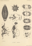 Leloup, E. (1938). Zoologie: Siphonophores et Cténophores. Résultats du Voyage de la Belgica en 1897-1899 sous le commandement de A. de Gerlache de Gomery: Rapports Scientifiques (1926-1940). Buschmann: Anvers, Belgium. 12, I plate pp Leloup, E. (1938). Zoologie: Siphonophores et Cténophores. Résultats du Voyage de la Belgica en 1897-1899 sous le commandement de A. de Gerlache de Gomery: Rapports Scientifiques (1926-1940). Buschmann: Anvers, Belgium. 12, I plate pp