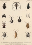 Bergroth, E. (1906). Zoologie: Insectes. Hémiptères. Résultats du Voyage du S.Y. Belgica en 1897-1898-1899 sous le commandement de A. de Gerlache de Gomery: Rapports Scientifiques (1901-1913). Buschmann: Anvers, Belgium. 13-15 pp. Bergroth, E. (1906). Zoologie: Insectes. Hémiptères. Résultats du Voyage du S.Y. Belgica en 1897-1898-1899 sous le commandement de A. de Gerlache de Gomery: Rapports Scientifiques (1901-1913). Buschmann: Anvers, Belgium. 13-15 pp.