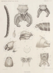 Bergroth, E. (1906). Zoologie: Insectes. Hémiptères. Résultats du Voyage du S.Y. Belgica en 1897-1898-1899 sous le commandement de A. de Gerlache de Gomery: Rapports Scientifiques (1901-1913). Buschmann: Anvers, Belgium. 13-15 pp. Bergroth, E. (1906). Zoologie: Insectes. Hémiptères. Résultats du Voyage du S.Y. Belgica en 1897-1898-1899 sous le commandement de A. de Gerlache de Gomery: Rapports Scientifiques (1901-1913). Buschmann: Anvers, Belgium. 13-15 pp.