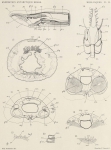 Pelseneer, P. (1903). Zoologie: Mollusques (Amphineures, Gastropodes et Lamellibranches). Résultats du Voyage du S.Y. Belgica en 1897-1898-1899 sous le commandement de A. de Gerlache de Gomery: Rapports Scientifiques (1901-1913). Busc Pelseneer, P. (1903). Zoologie: Mollusques (Amphineures, Gastropodes et Lamellibranches). Résultats du Voyage du S.Y. Belgica en 1897-1898-1899 sous le commandement de A. de Gerlache de Gomery: Rapports Scientifiques (1901-1913). Busc