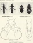 Thompson, G.B. (1938). Zoologie: Mallophaga. Résultats du Voyage de la Belgica en 1897-1899 sous le commandement de A. de Gerlache de Gomery: Rapports Scientifiques (1926-1940). Buschmann: Anvers, Belgium. 6, I plate pp. Thompson, G.B. (1938). Zoologie: Mallophaga. Résultats du Voyage de la Belgica en 1897-1899 sous le commandement de A. de Gerlache de Gomery: Rapports Scientifiques (1926-1940). Buschmann: Anvers, Belgium. 6, I plate pp.