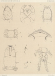 Attems, C. (1902). Zoologie: Myriapodes. Résultats du Voyage du S.Y. Belgica en 1897-1898-1899 sous le commandement de A. de Gerlache de Gomery: Rapports Scientifiques (1901-1913). Buschmann: Anvers, Belgium. 5, I plate pp. Attems, C. (1902). Zoologie: Myriapodes. Résultats du Voyage du S.Y. Belgica en 1897-1898-1899 sous le commandement de A. de Gerlache de Gomery: Rapports Scientifiques (1901-1913). Buschmann: Anvers, Belgium. 5, I plate pp.