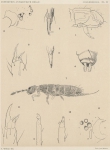 Willem, V. (1902). Zoologie: Collemboles. Résultats du Voyage du S.Y. Belgica en 1897-1898-1899 sous le commandement de A. de Gerlache de Gomery: Rapports Scientifiques (1901-1913). Buschmann: Anvers. 19, IV plates pp. Willem, V. (1902). Zoologie: Collemboles. Résultats du Voyage du S.Y. Belgica en 1897-1898-1899 sous le commandement de A. de Gerlache de Gomery: Rapports Scientifiques (1901-1913). Buschmann: Anvers. 19, IV plates pp.