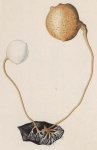 Zakpijpen
