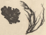 Mossen, korstmossen en paddestoelen