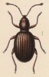 Insecten