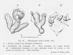 Leloup, E. (1952). Coelentérés. Faune de Belgique. Institut royal des Sciences naturelles de Belgique: Brussel. 283 pp. Leloup, E. (1952). Coelentérés. Faune de Belgique. Institut royal des Sciences naturelles de Belgique: Brussel. 283 pp.