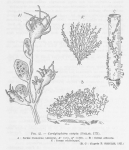 Leloup (1952, fig. 45) Leloup (1952, fig. 45)