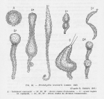 Leloup (1952, fig. 46) Leloup (1952, fig. 46)