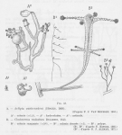 Leloup (1952, fig. 48) Leloup (1952, fig. 48)