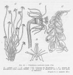 Leloup (1952, fig. 51) Leloup (1952, fig. 51)