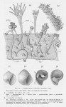 Leloup (1952, fig. 53) Leloup (1952, fig. 53)