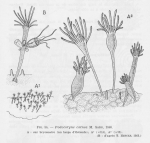 Leloup (1952, fig. 54) Leloup (1952, fig. 54)