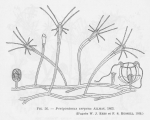 Leloup (1952, fig. 56) Leloup (1952, fig. 56)