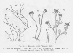 Leloup (1952, fig. 58) Leloup (1952, fig. 58)
