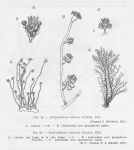 Leloup (1952, fig. 61 & 62) Leloup (1952, fig. 61 & 62)