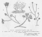 Leloup (1952, fig. 63) Leloup (1952, fig. 63)