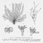 Leloup (1952, fig. 64) Leloup (1952, fig. 64)