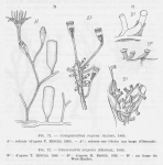 Leloup (1952, fig. 71 & 72) Leloup (1952, fig. 71 & 72)
