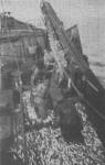 Verbrugghe (1923, fig. 07) Verbrugghe (1923, fig. 07)