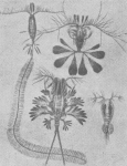 Verbrugghe (1923, fig. 09) Verbrugghe (1923, fig. 09)