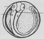 Verbrugghe (1923, fig. 11) Verbrugghe (1923, fig. 11)