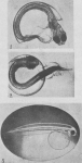 Verbrugghe (1923, fig. 12) Verbrugghe (1923, fig. 12)
