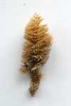 Bryozoa