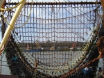 Boomkornet met steennet